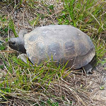 [caption: Gopher Tortoise</br / />Relocation] Gopher Tortoise Relocation