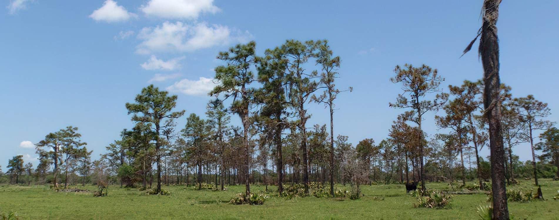 Gopher Tortoise Recipient Site