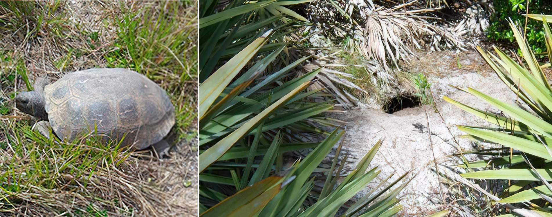 Gopher Tortoise Relocation