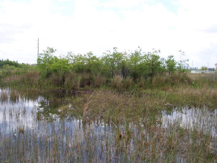 Wetlands monitoring